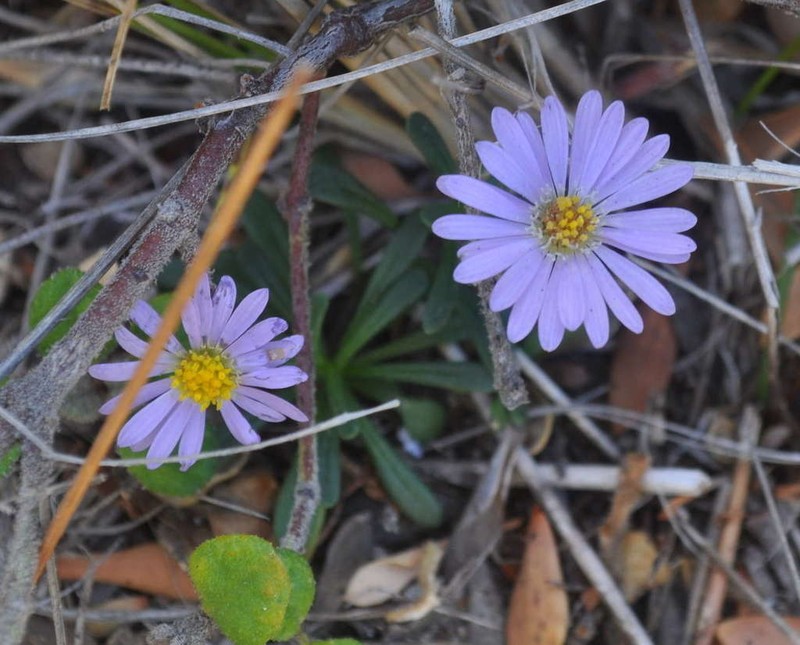 Brachyscome parvula photo 2