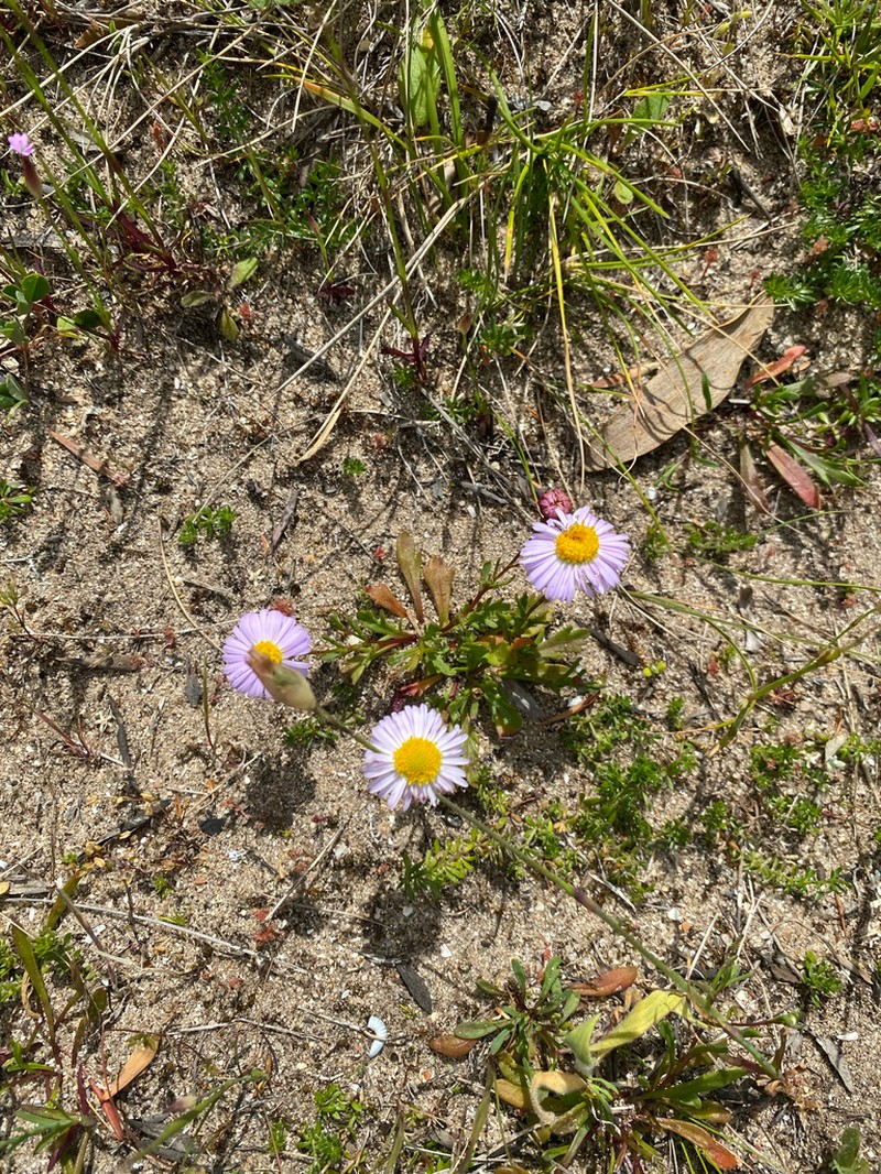Brachyscome parvula photo 3