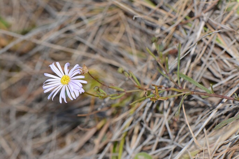 Brachyscome parvula photo 4