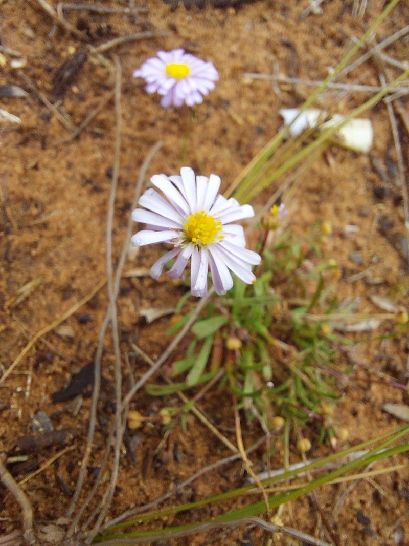 Brachyscome parvula photo 5