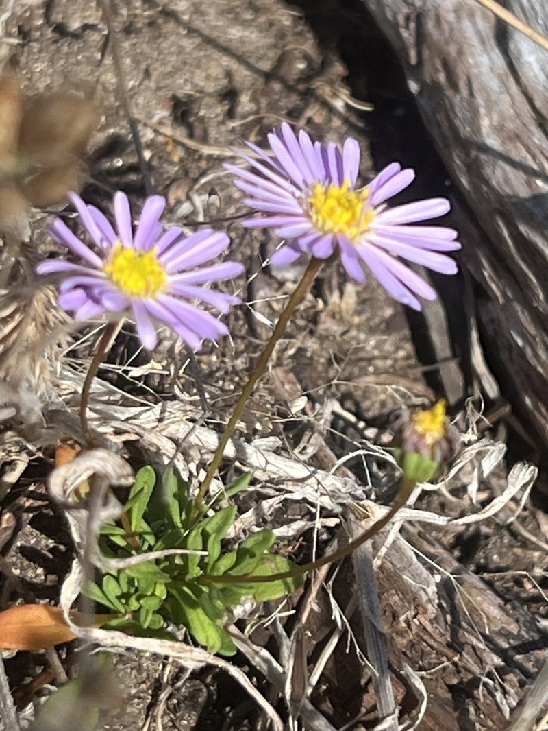 Brachyscome parvula photo 6