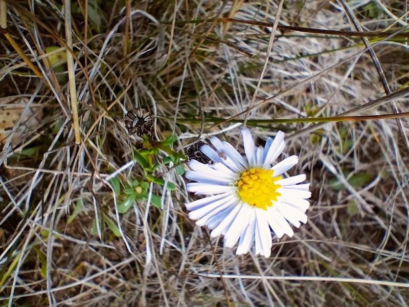 Brachyscome parvula photo 7