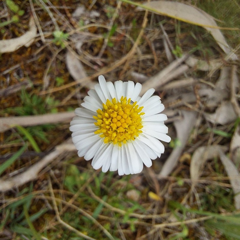 Brachyscome parvula photo 8