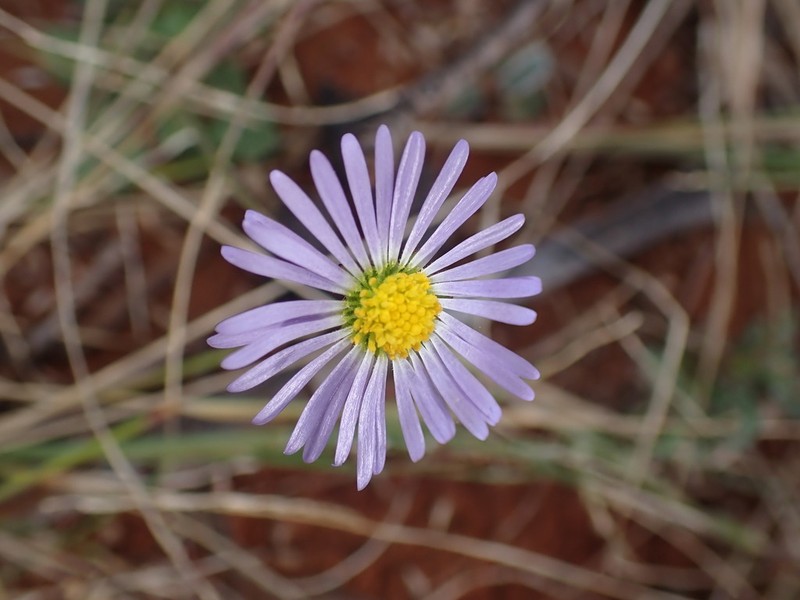 Brachyscome pedleyi