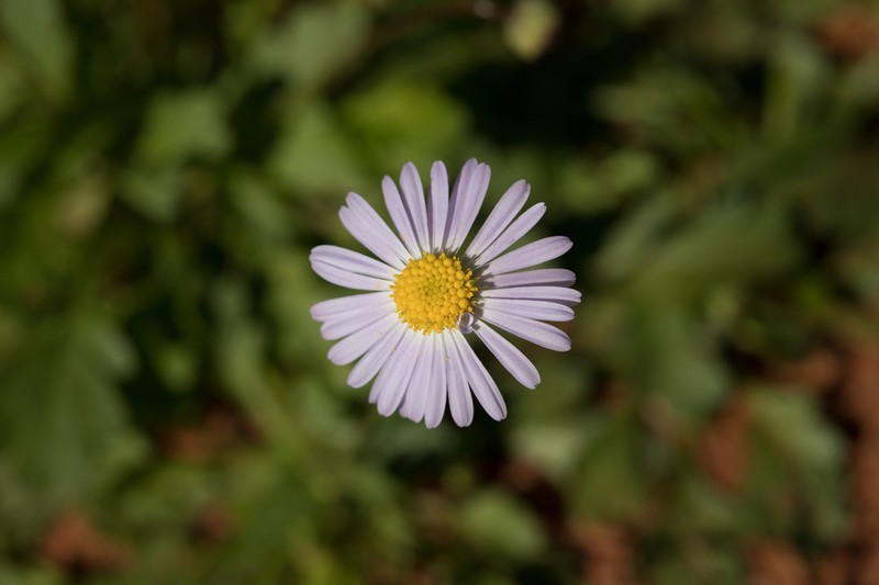Brachyscome pedleyi photo 4