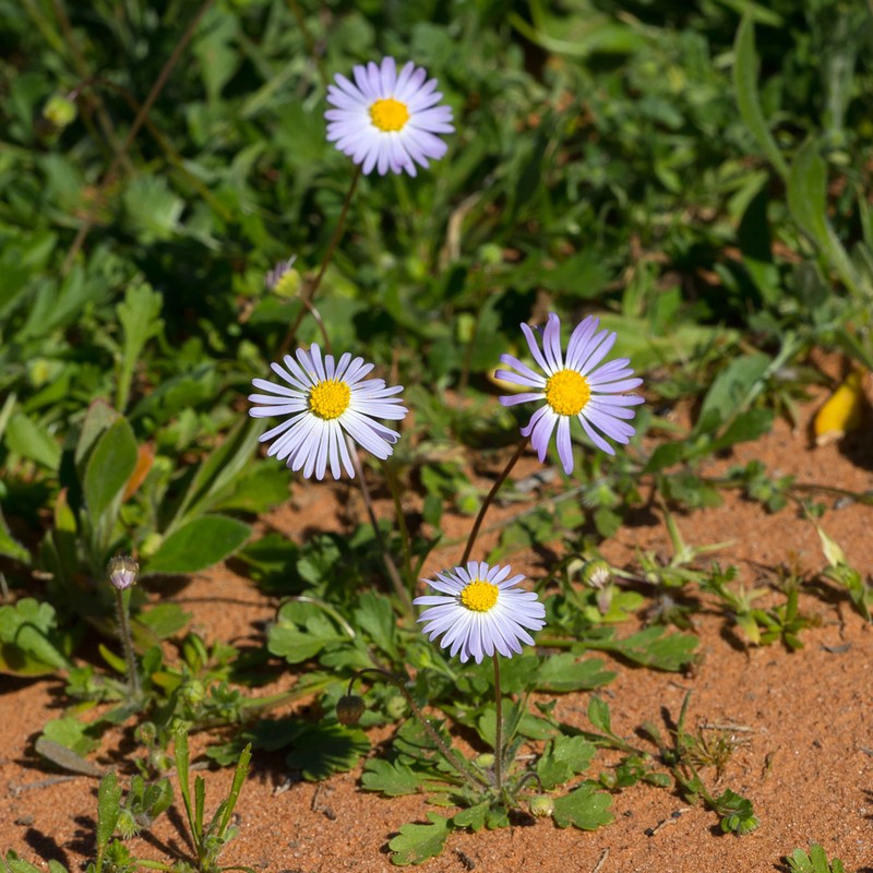 Brachyscome pedleyi photo 5