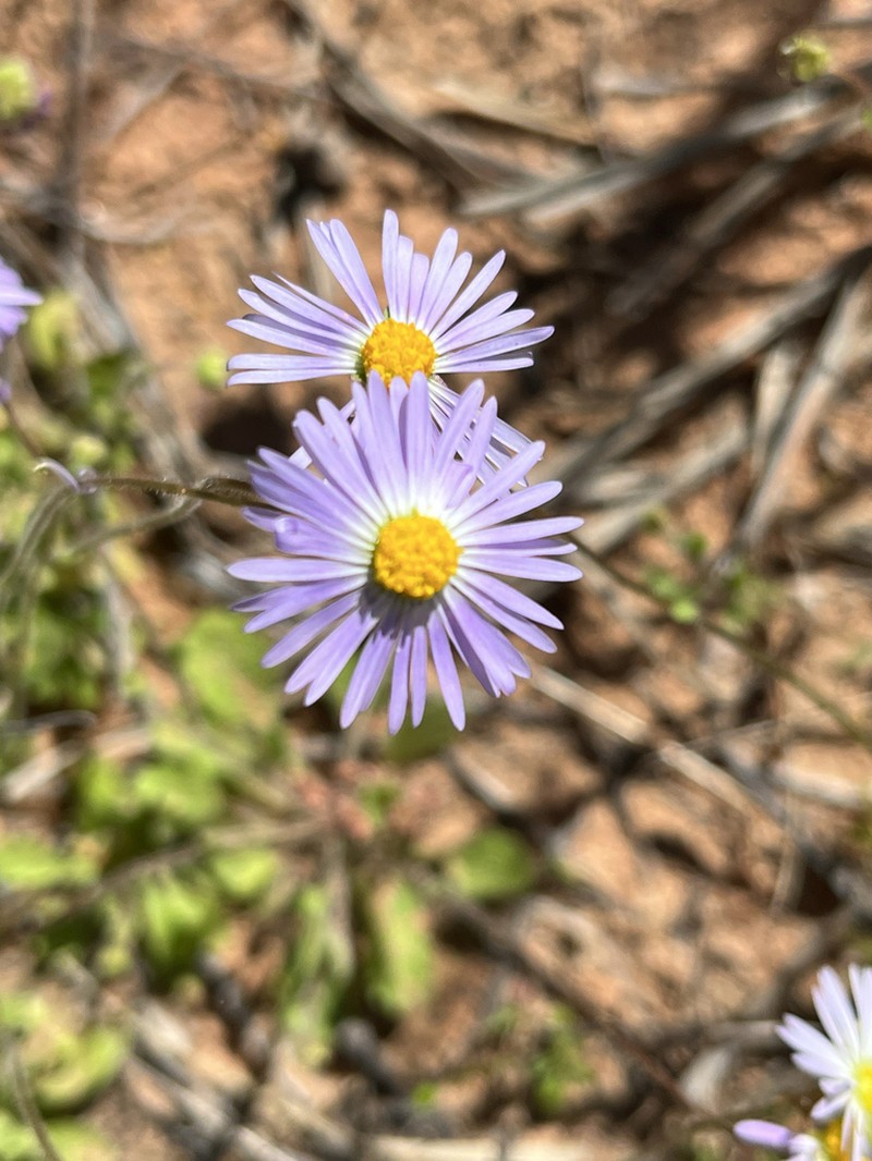 Brachyscome pedleyi photo 6