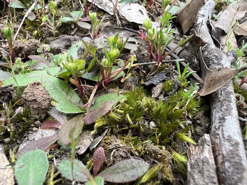 Brachyscome perpusilla