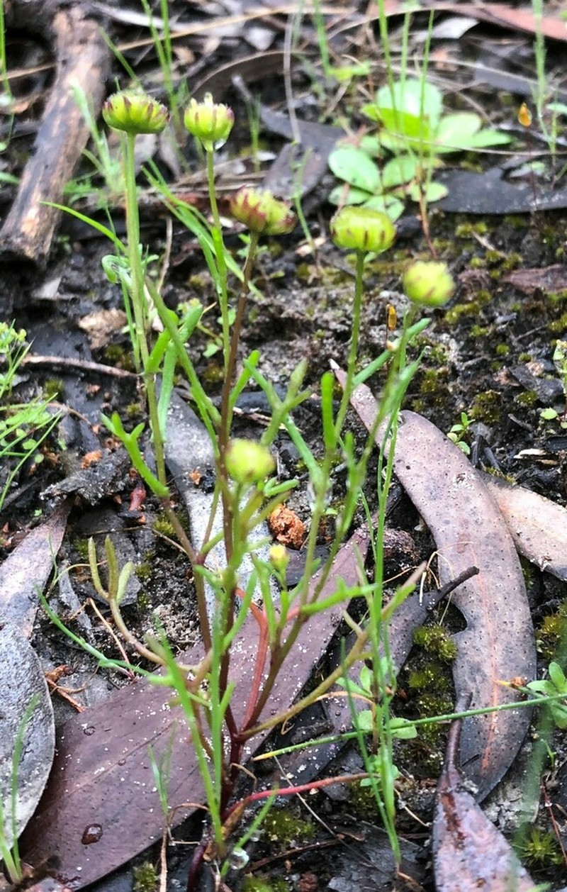 Brachyscome perpusilla photo 2