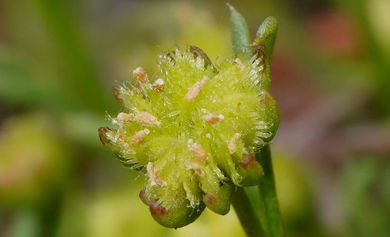 Brachyscome perpusilla photo 3