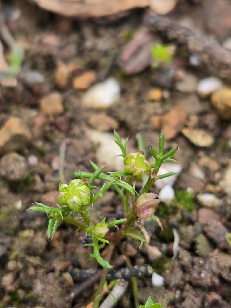 Brachyscome perpusilla photo 4