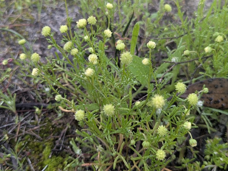 Brachyscome perpusilla photo 5