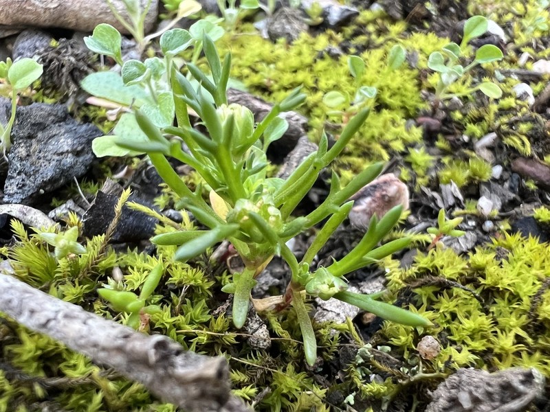 Brachyscome perpusilla photo 7