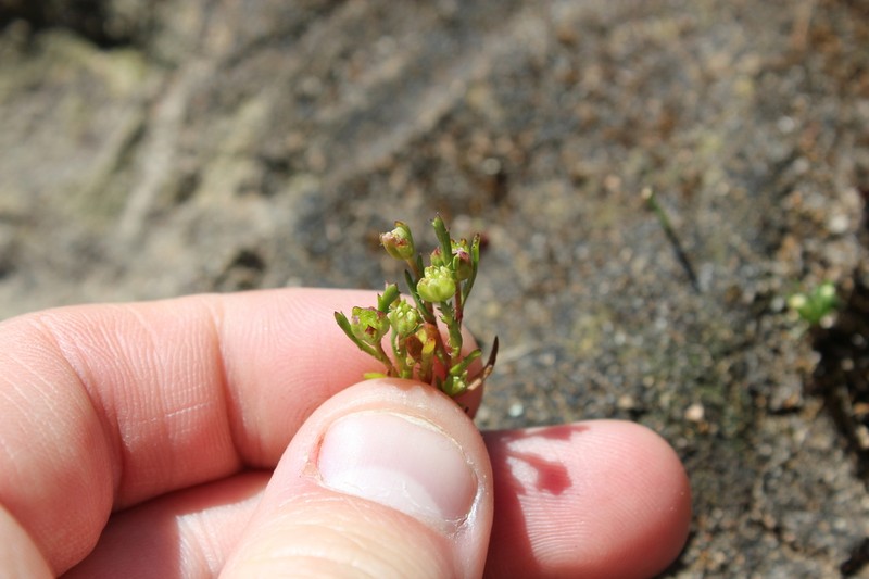Brachyscome perpusilla photo 8