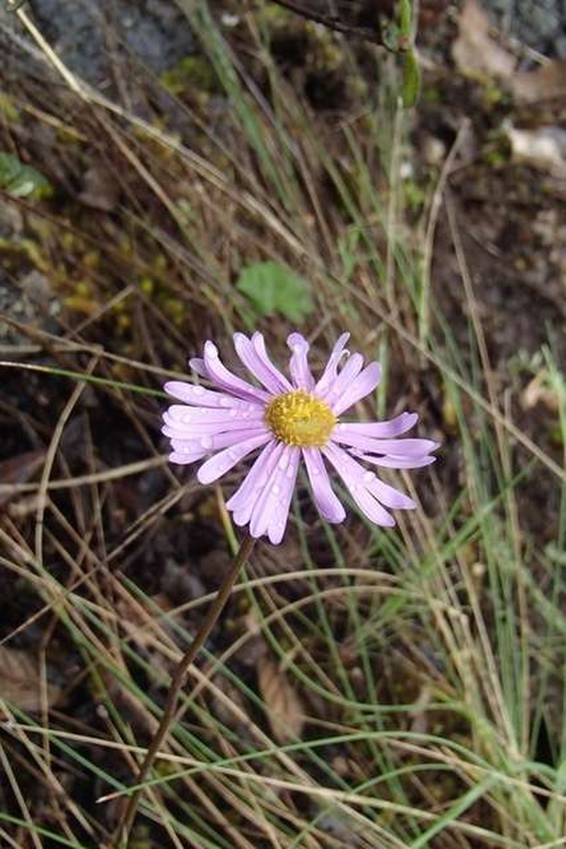 Brachyscome petrophila photo 2