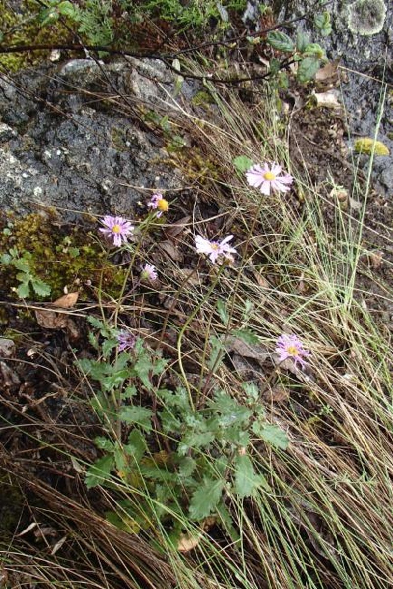 Brachyscome petrophila photo 3