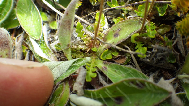 Brachyscome pinnata photo 2