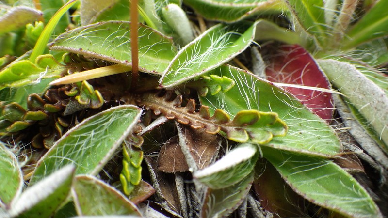 Brachyscome pinnata photo 3
