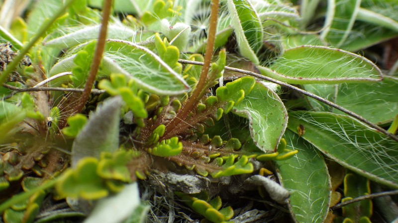 Brachyscome pinnata photo 5