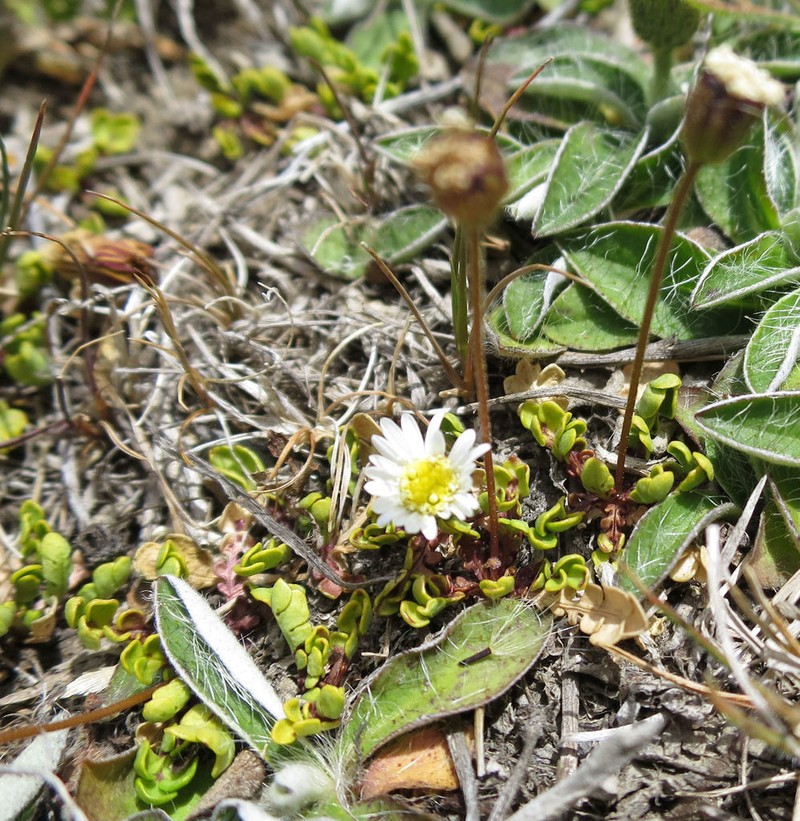 Brachyscome pinnata photo 7