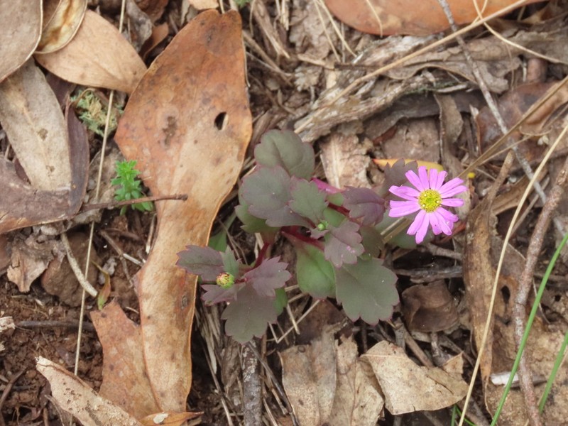 Brachyscome procumbens photo 2
