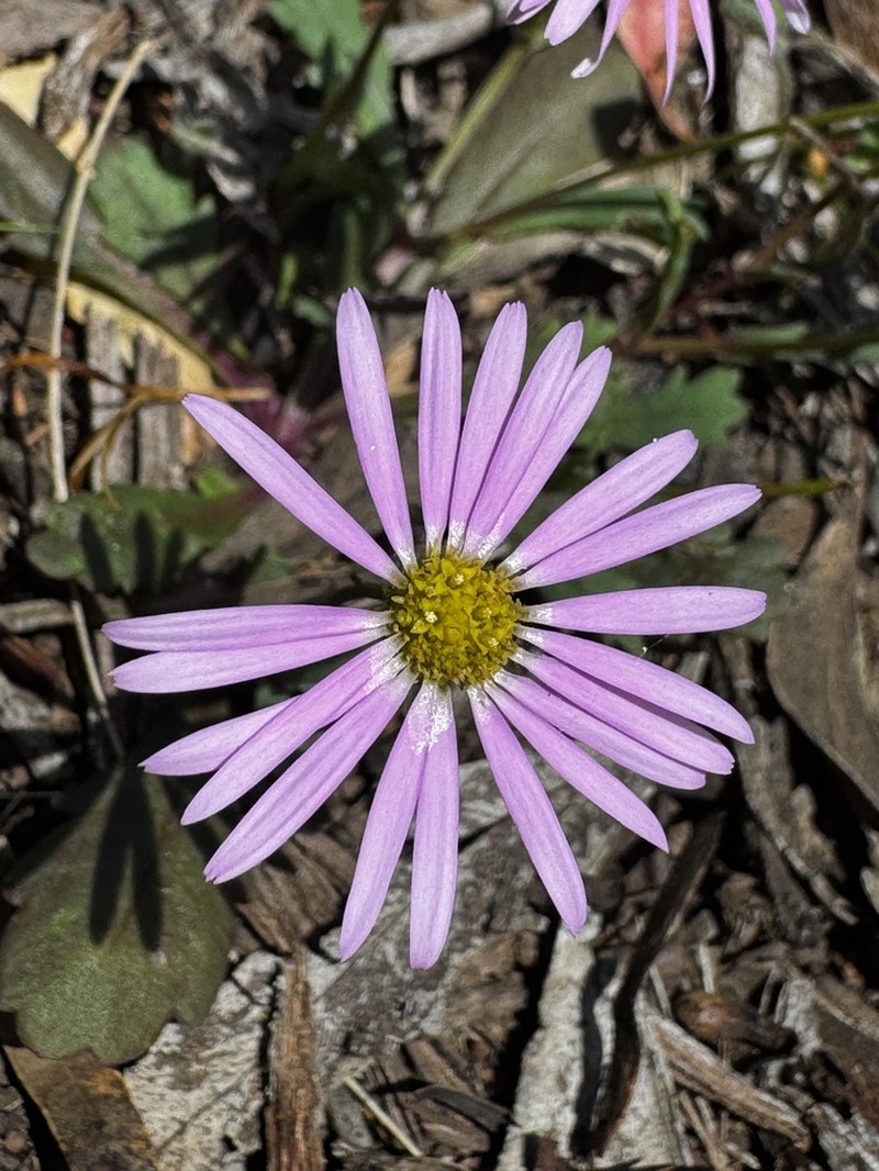 Brachyscome procumbens photo 3