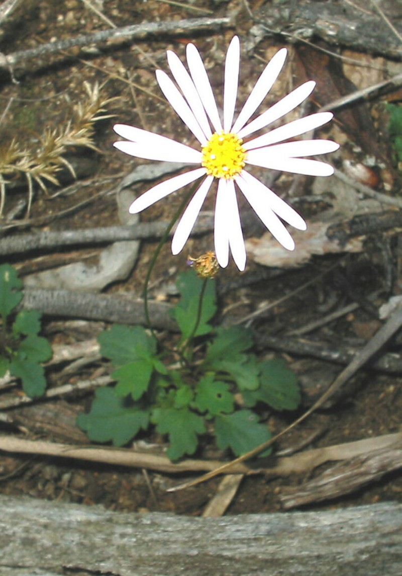 Brachyscome procumbens photo 4