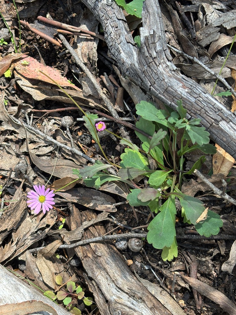 Brachyscome procumbens photo 5