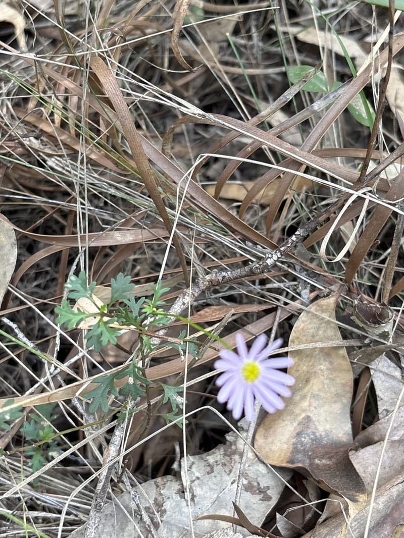 Brachyscome procumbens photo 6