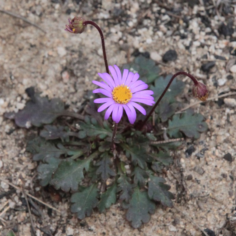 Brachyscome procumbens photo 7