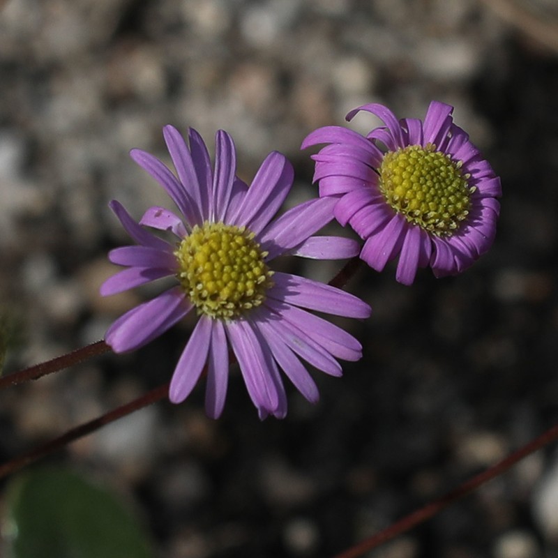 Brachyscome procumbens photo 8