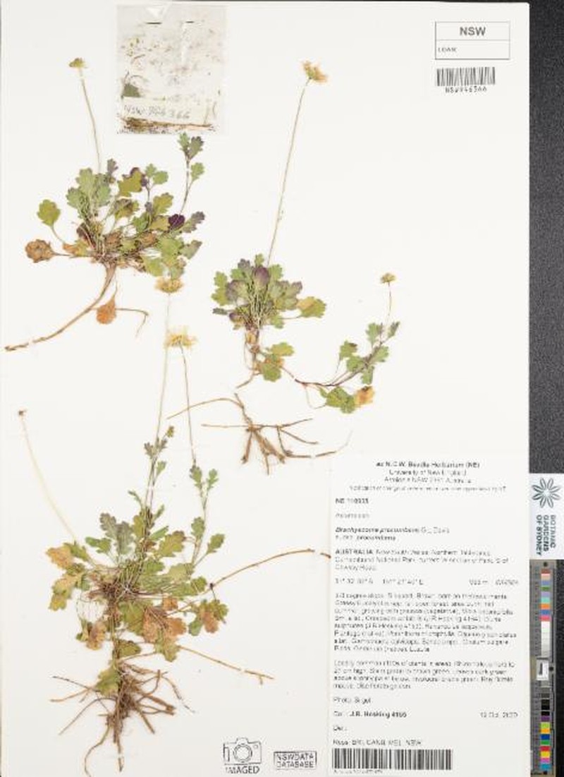 Brachyscome procumbens subsp. procumbens