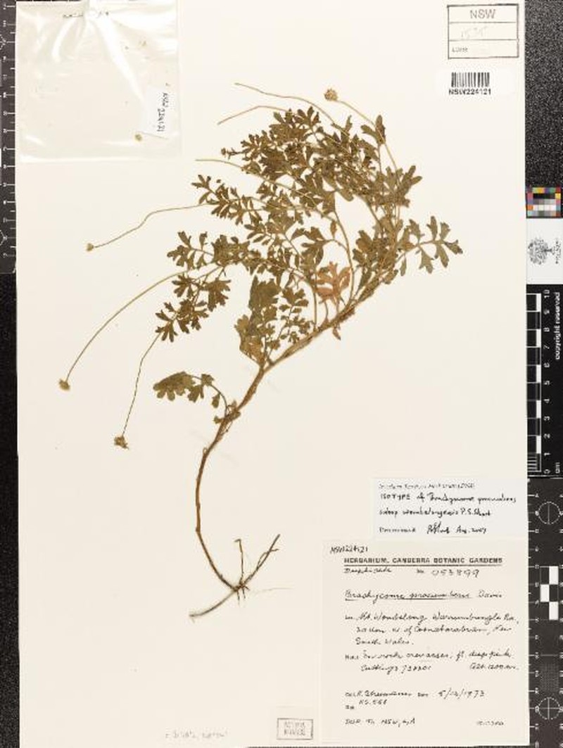 Brachyscome procumbens subsp. wombelongensis