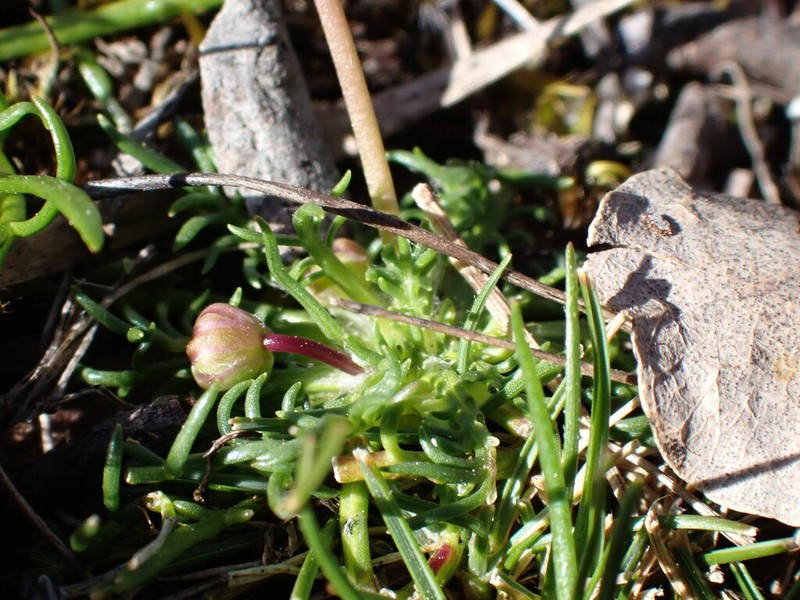 Brachyscome ptychocarpa photo 2