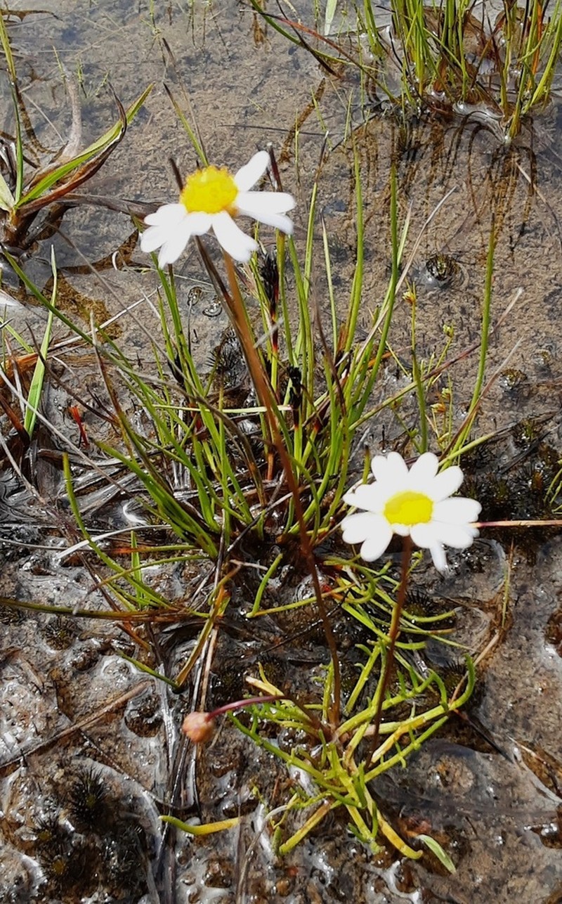 Brachyscome ptychocarpa photo 3