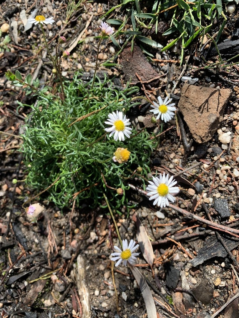 Brachyscome ptychocarpa photo 4