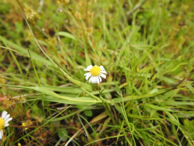 Brachyscome ptychocarpa photo 5