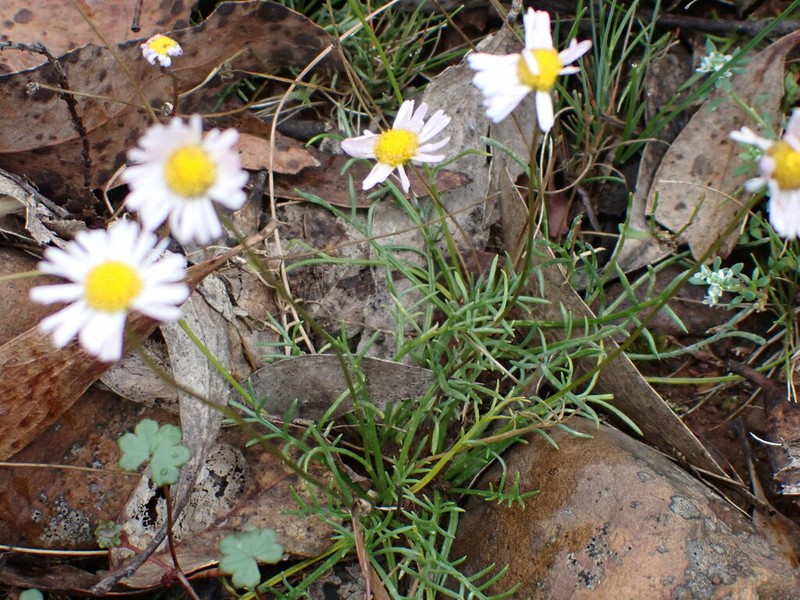 Brachyscome ptychocarpa photo 6