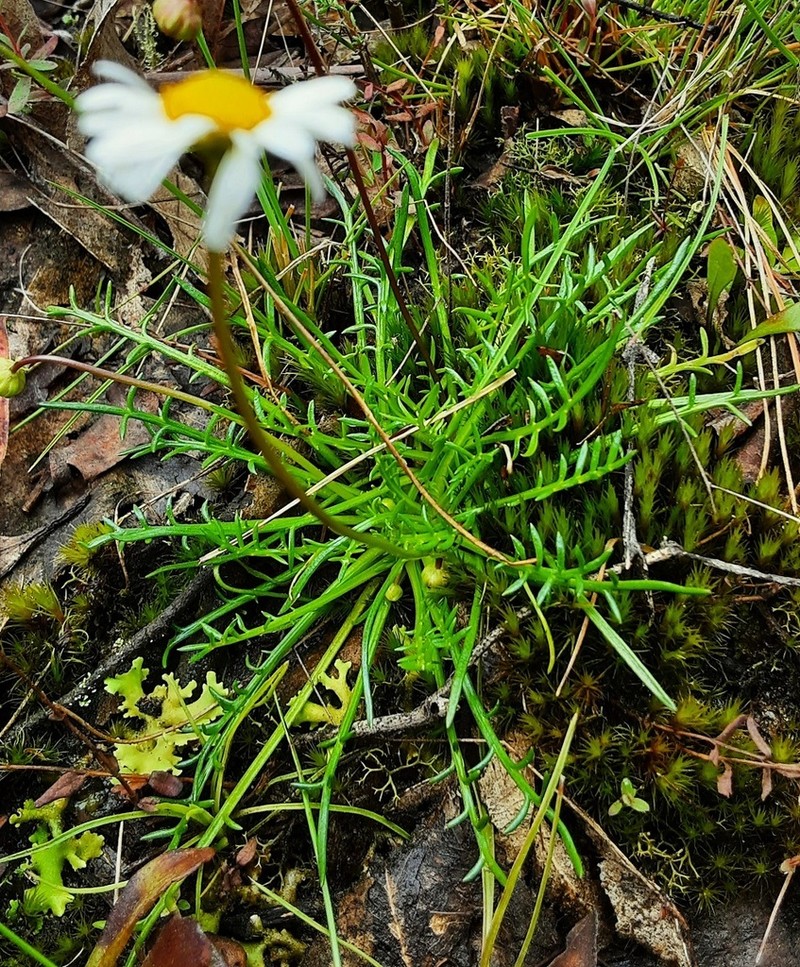 Brachyscome ptychocarpa photo 7