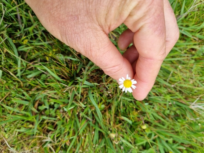 Brachyscome ptychocarpa photo 8