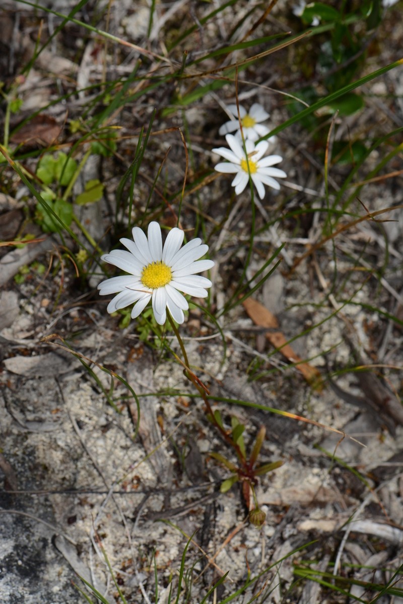 Brachyscome pusilla