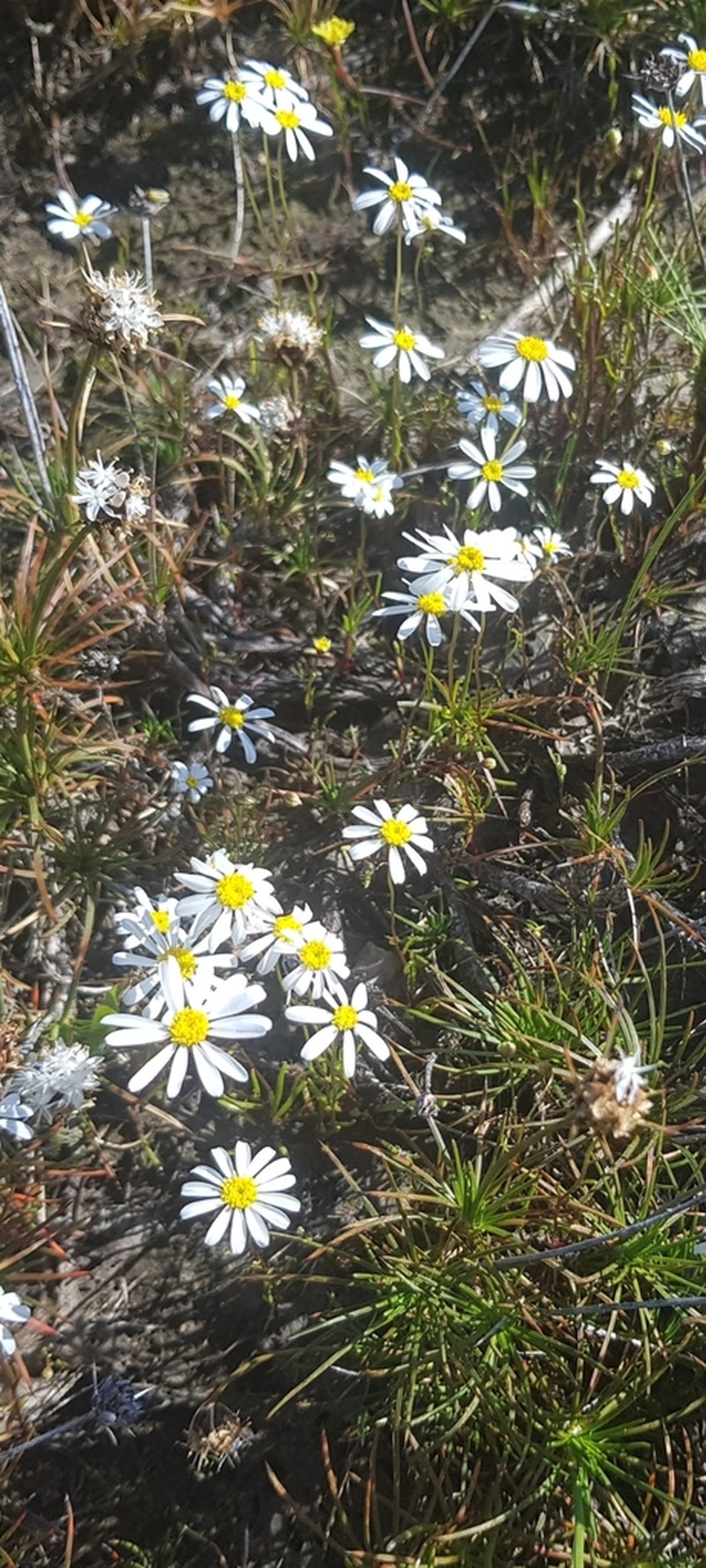 Brachyscome pusilla photo 2