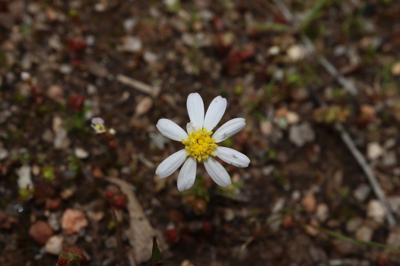Brachyscome pusilla photo 3