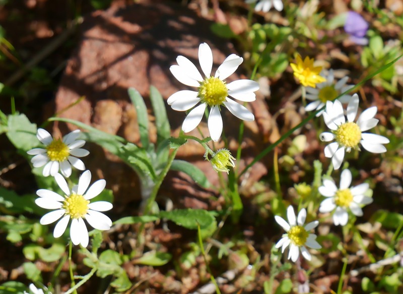 Brachyscome pusilla photo 4