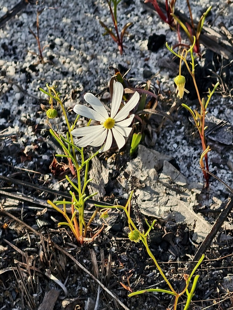 Brachyscome pusilla photo 5