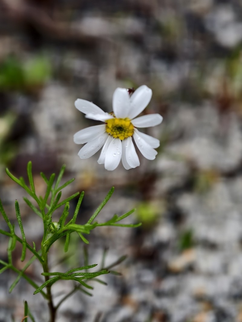Brachyscome pusilla photo 6