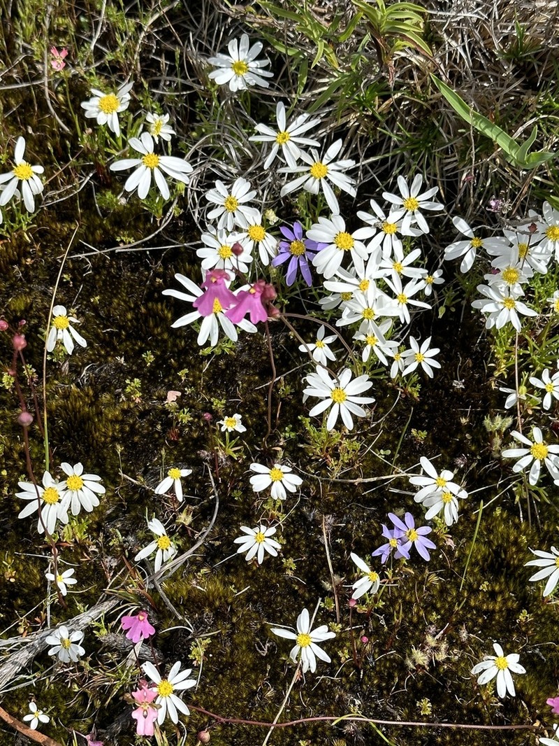 Brachyscome pusilla photo 7