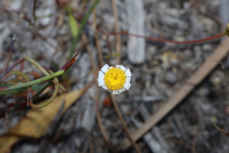 Brachyscome pusilla photo 8