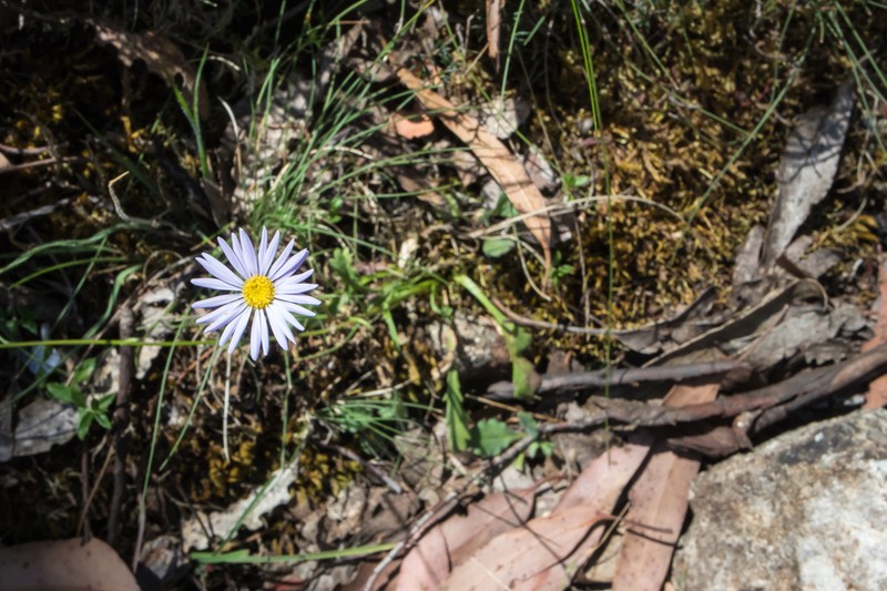 Brachyscome radicans