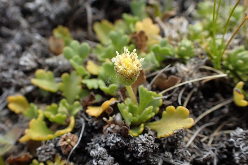 Brachyscome radicata